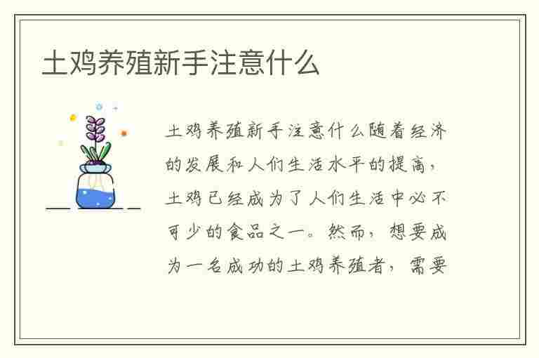 土鸡养殖新手注意什么(土鸡养殖新手注意什么问题)